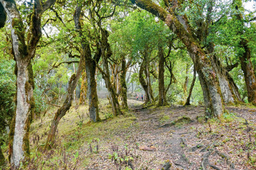 Rear view of a group of hikers in the forest at Mount Mtelo, West Pokot, Kenya