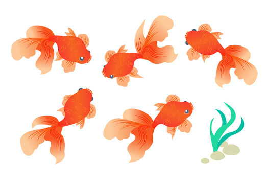 Japanese style goldfish pattern set, various swimming goldfish