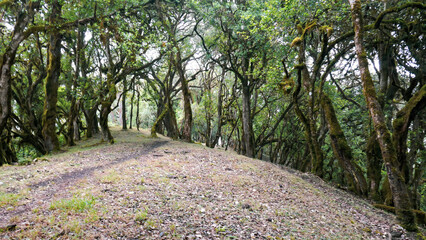 Trees growing in the wild at Mount Mtelo, West Pokot, Kenya