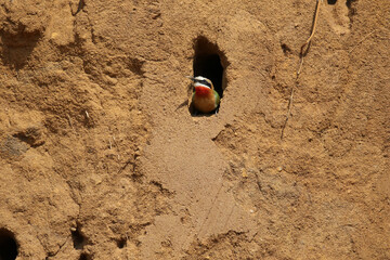 White-fronted Bee-eater at nest hole, South Africa
