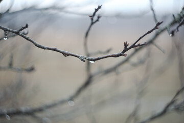 Rain drops on tree branches on a rainy day. Drops of rain hang on branch with blurred background.