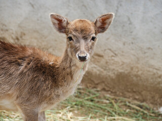 beautiful gazelle on a farm