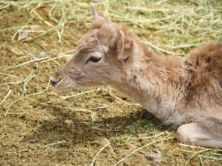 beautiful gazelle on a farm