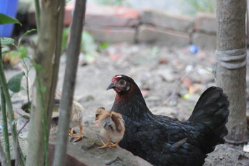 Chicks with mother chicken