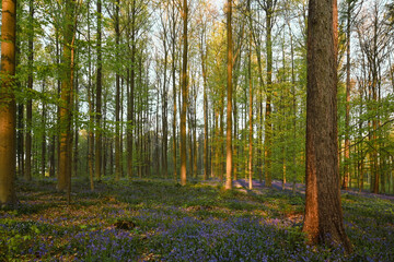 Beautiful view of Hallerbos