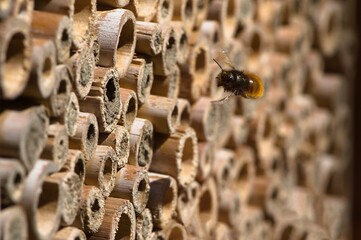 Pokryta pyłkiem samica murarki rogatej (Osmia cornuta), lecąca do gniazda.