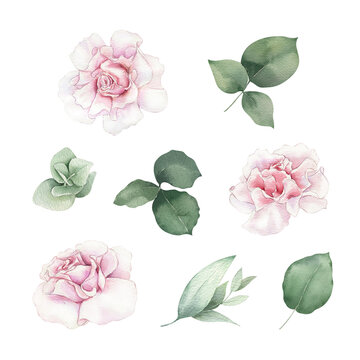 Decorative watercolor flowers clipart set. Hand-painted pink roses, green leaves illustrations. Botanic clip art for wedding designs, greeting card