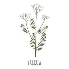 Yarrow. Wild flower. Vector illustration.
