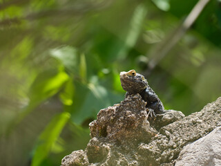 a beautiful lizard in nature