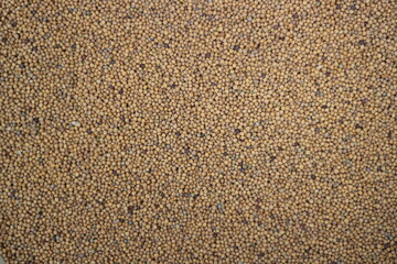 Mustard seeds closeup texture