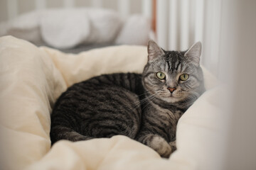 Fototapeta na wymiar funny tabby scottish straight cat at home. Cat portrait