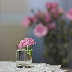 Mały różowy goździk samotny w kieliszku na tle zamazanego bukietu - obrazy, fototapety, plakaty