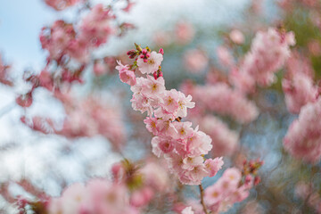 Art photography of blooming flowers cherry tree in spring. The artistic intend and the filters. Film style old lens. Subject is out of focus. Sakura. Grainy texture and noise on all image surface.
