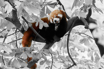 Red panda (Ailurus fulgens) high up in tree, selective color