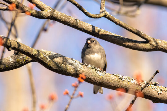 Dark-eyed Junco perch on a tree on an early spring morning