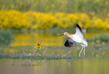 American Avocet coming in elegantly for a landing in a shallow lake with yellow flower reflections