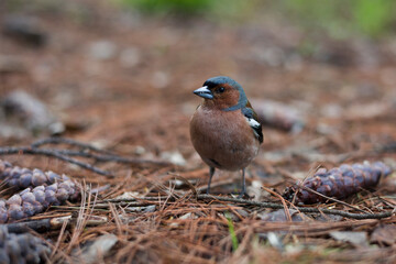 Chaffinch (Fringilla coelebs) male close up portrait