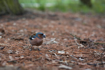 Chaffinch (Fringilla coelebs) male eats sunflower seed