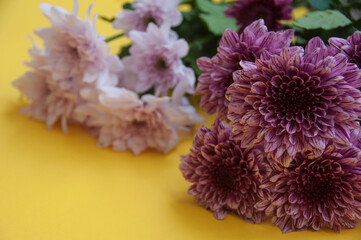 Beautiful dahlia and white flower on yellow background. Copy space concept