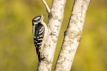 Male hairy woodpecker looking for food on an early spring morning