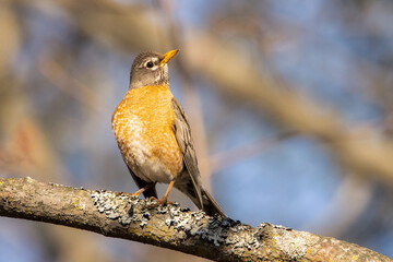 American robin perched on a tree on a spring early morning