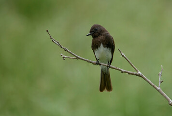 Black Phoebe perched on a thin branch with blurred green background