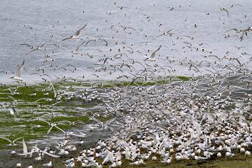 Large flock of elegant terns at their nesting area