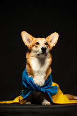 Beautiful welsh corgi pembroke with Ukraine flag on black background. Patriotic ukrainian dog. Peaceful protest against the war