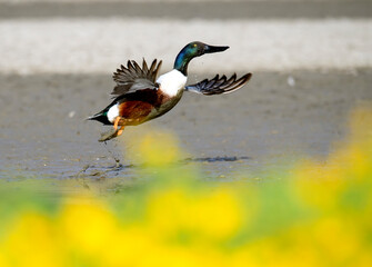 Obraz premium A northern shoveler taking off with widespread wings from the ground amidst yellow wildflowers in the foreground