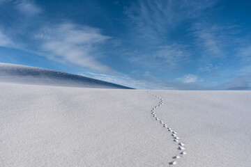 Animal tracks in the snow