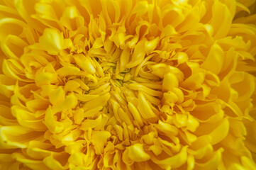 Close up of yellow flower, top view and copy space concept
