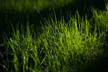 Fresh green grass in warm spotlight in a shaded forest clearing in Iserlohn Sauerland Germany....