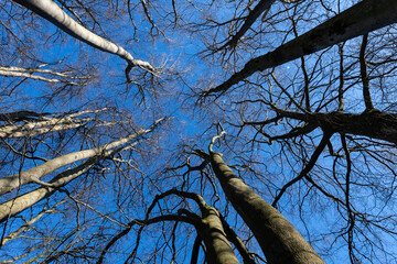 Treetops of leafless beech (fagus) trees in a german forest in Iserlohn Sauerland on a bright sunny...