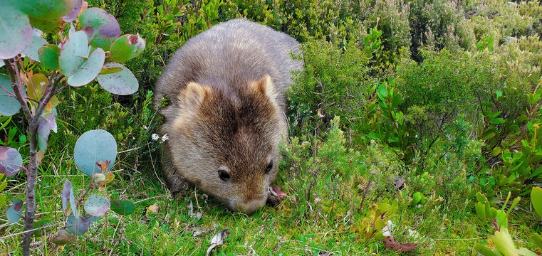 A fluffy wombat foraging for food in Tasmania