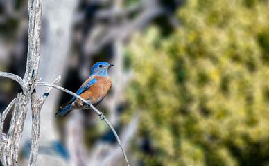 Obraz premium Western Bluebird perched on a tree in the American southwest