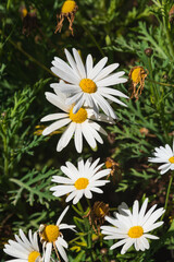 Close-up of Beautiful White Daisy, Macro, Nature