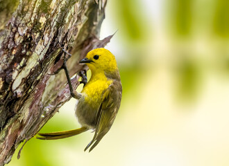 Yellowhead, a small songbird perched on a tree