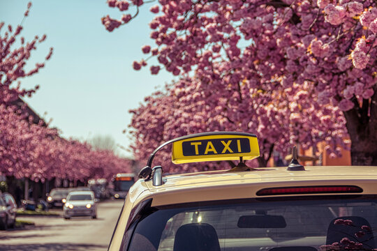 Ein Taxi in einer blühenden Kirschbaumallee