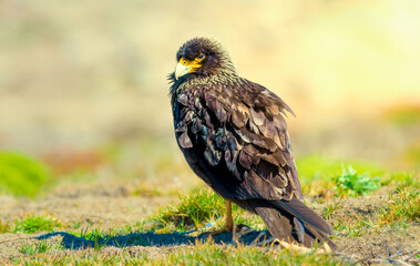 Striated Caracara on the ground foraging for food
