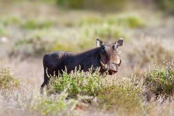A Warthog checking to make sure there are no predators around
