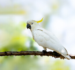 Sulphur Crested Cockatoo perched on a tree