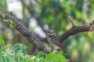Spotted Owlet perched on a tree trunk