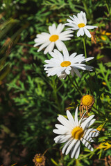 Close-up of Beautiful White Daisy, Macro, Nature