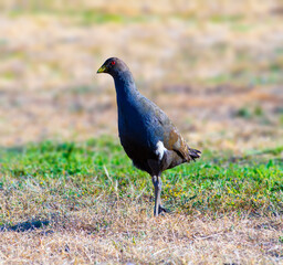 Tasmanian Nativehen on the ground in Tasmania