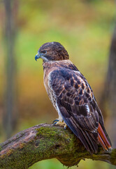Red Tailed Hawk perched on a tree