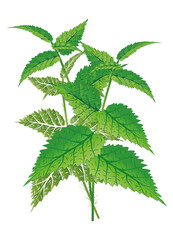 Brennnessel Strauss in saftigen Grüntönen