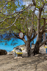 Poisonous manchineel tree with a warning sign at the access to Playa Jeremi on the Caribbean island Curacao