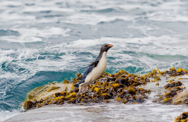 Rockhopper Penguin flying out of the water