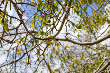 Manchineel tree with poisonous fruits at Playa Jeremi on the Caribbean island Curacao