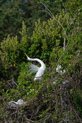 A Great Egret extends its neck and points it beak upward in a courtship display during mating season.